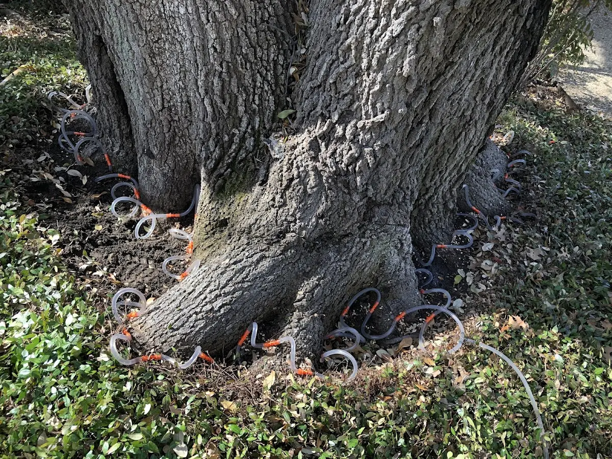 Detailed Tree Cabling and Bracing job site in Baker