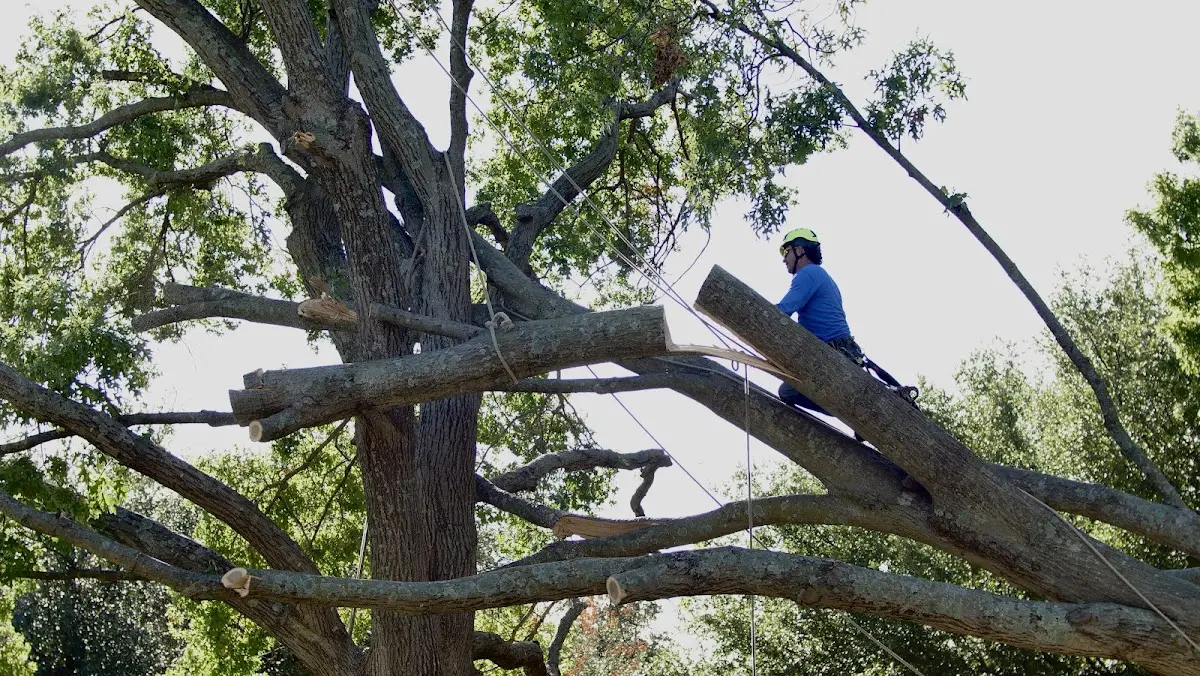 Professional Crown Thinning performed by certified arborists in Baker